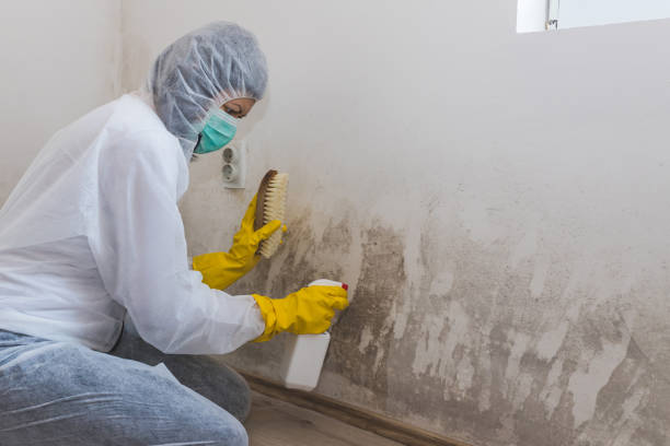 Best DIY Mold Remediation Support Services in Frankfort Square, IL