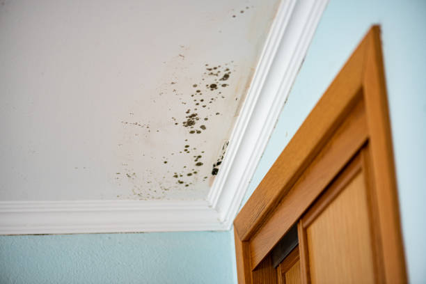 Best Emergency Mold Remediation in Frankfort Square, IL