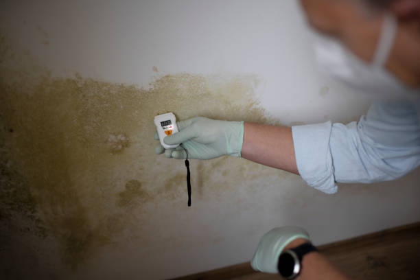 Best Residential Mold Remediation in Frankfort Square, IL
