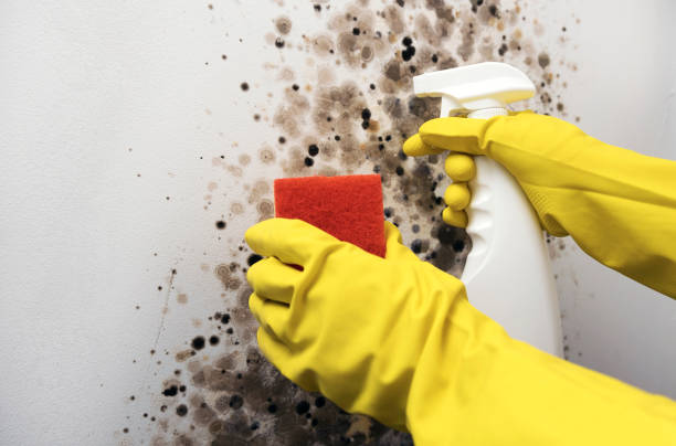 Best Kitchen Mold Remediation in Frankfort Square, IL