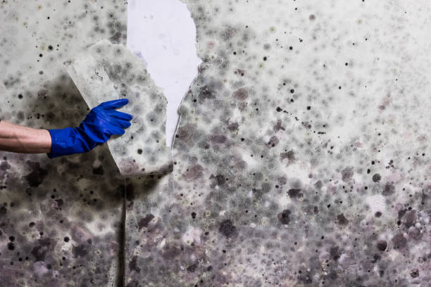 Best Insurance-Related Mold Remediation in Frankfort Square, IL