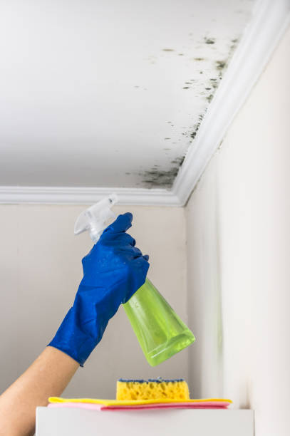 Best Basement Mold Remediation in Frankfort Square, IL