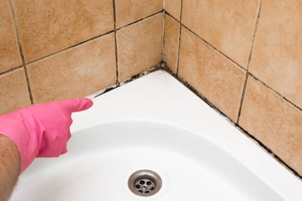 Best Attic Mold Remediation in Frankfort Square, IL