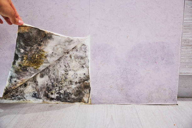 Best Industrial Mold Remediation in Frankfort Square, IL